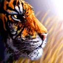 Les tigres