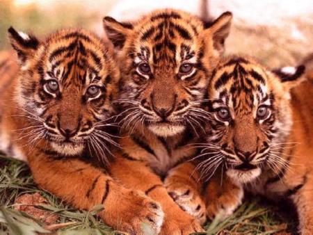 3 petits