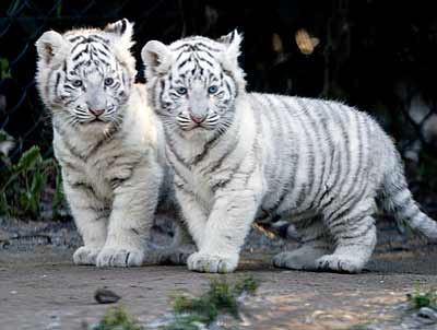 Petits