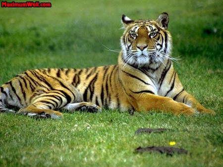 Tigre
